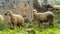 Sheep in Kayakoy village `ghost town`, Turkey