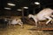 Sheep kept in a shed