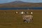 Sheep and King Penguins - Falkland Islands