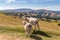 Sheep and lamb in Brecon Beacons National Park in Wales, UK