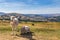 Sheep and lamb in Brecon Beacons National Park in Wales, UK