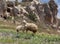 Sheep and lamb cappadocia