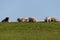 Sheep and lamb on the dike of Westerhever