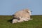 Sheep and lamb on the dike of Westerhever