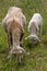 Sheep and lamb eating