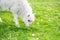 Sheep and lamb eating in a garden