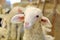 Sheep, lamb on a farm in the barn, Gironde