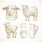 Sheep Lamb Farm Products and Objects. Cattle, Milk and Cheese Hand Drawn Vector Illustrations Set. Domestic Animals