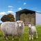 Sheep and lamb on farmland in front of hay barn