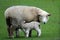 Sheep with lamb on the forgotten world highway, New Zealand