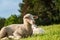 Sheep and lamb in the grass