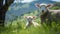 Sheep Lamb Grassland in the natural landscape