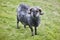 Sheep lamb grazing in the countryside Faroe islands