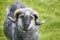 Sheep lamb grazing in the countryside. Faroe islands