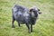 Sheep lamb grazing in the countryside Faroe islands