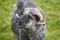 Sheep lamb grazing in the countryside Faroe islands