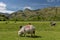 Sheep and lamb in Great Langdale