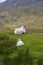 Sheep lamb green grass Scotland