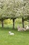 Sheep and lamb on green grass under flowering fruit trees in spring, Upper Moutere, South Island, New Zealand
