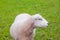 Sheep lamb in green organic grass pastures