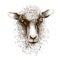 Sheep lamb head. Animal mammal portrait. Ink drawing