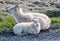 Sheep with lamb near icelandic road