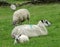 Sheep and a lamb outdoors in fields with stone walls