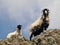 Sheep and lamb overlooking rock