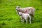 Sheep and lamb pasture on the green field. Ewe sheep and single lamb looking on spring grass. Sheeps in a meadow. Sheep and Small