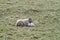 Sheep and lamb relaxing together