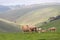 Sheep and lamb on rolling green fields and hills on the fleurieu peninsula in myponga south australia on july 14 2020