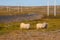 Sheep with lamb`s near icelandic main road