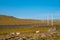 Sheep with lamb`s near icelandic main road