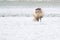 Sheep with lamb in a snowy pasture. The newborn lamb drinks milk from the mother. The afterbirth is still hanging from