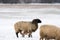 Sheep with lamb in a snowy pasture. The newborn lamb drinks milk from the mother. Winter on the farm. Blur, selective