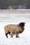 Sheep with lamb in a snowy pasture. The newborn lamb drinks milk from the mother. Winter on the farm. Blur, selective