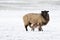 Sheep with lamb in a snowy pasture. The newborn lamb drinks milk from the mother. Winter on the farm. Blur, selective focus on