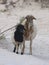 Sheep and lamb. Socotra island