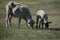 Sheep with lamb in spring pasture in Carson City Nevada