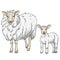 Sheep and Lamb, Vector Illustration
