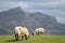 Sheep and lambs on The Braes