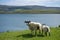 Sheep and lambs on The Braes
