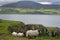 Sheep and lambs on Brothers Point on the Isle of Skye