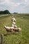 Sheep and lambs on the dike