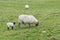 Sheep and Lambs eating grass
