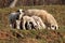 Sheep and lambs eating grass on small hill