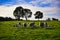 Sheep and Lambs in a farm paddock Australia