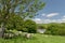 Sheep and lambs in field, Abbotsbury