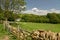 Sheep and lambs in field, Abbotsbury