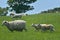 Sheep and lambs in field, Abbotsbury